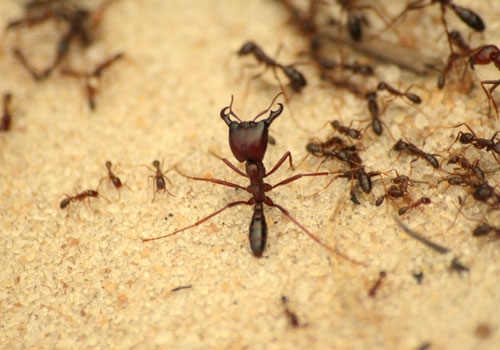 Karınca - Uzman İlaçlama | Safranbolu